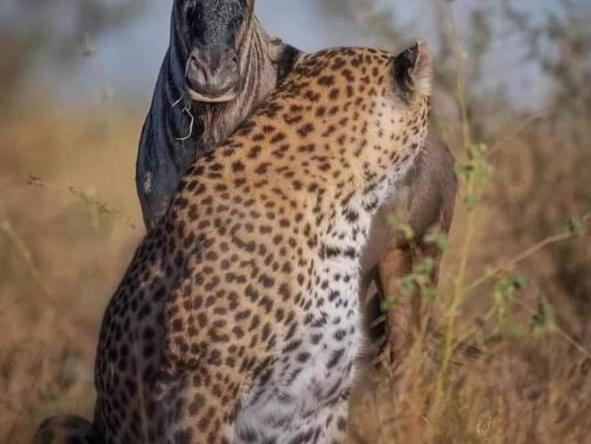 Maasai Mara Safari Camp In Kenya Bed & Breakfast Sekenani ภายนอก รูปภาพ