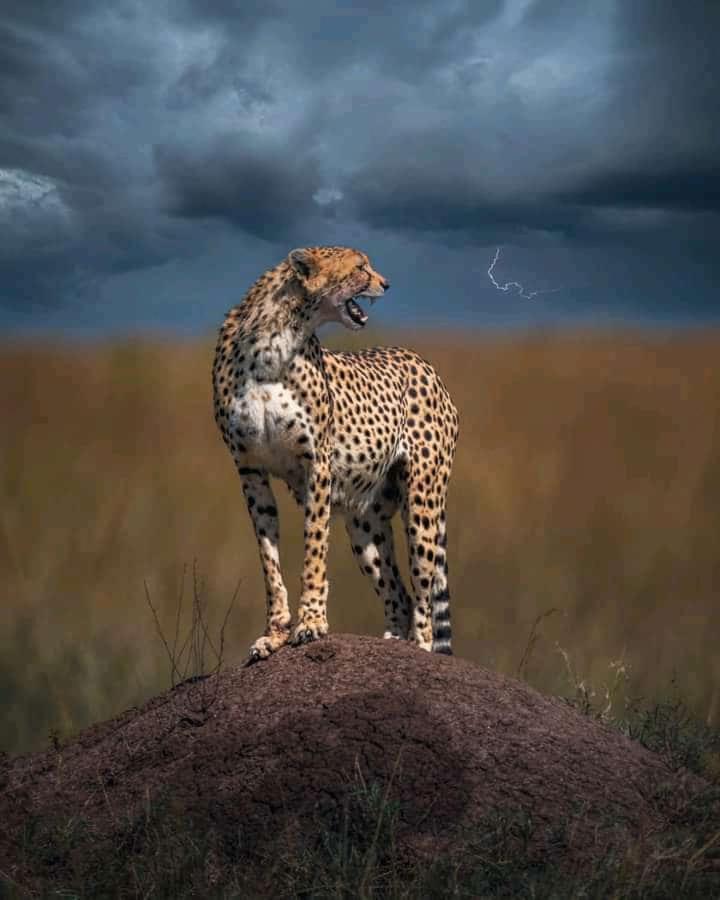 Maasai Mara Safari Camp In Kenya Bed & Breakfast Sekenani ภายนอก รูปภาพ