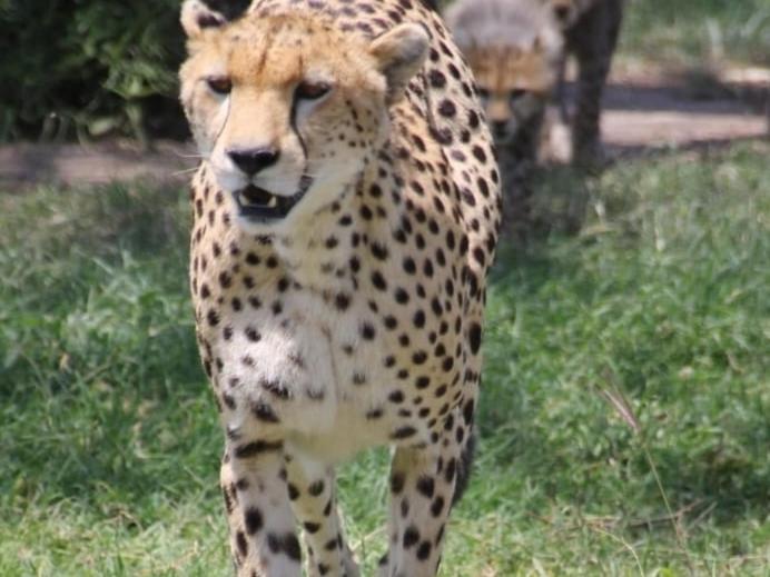 Maasai Mara Safari Camp In Kenya Bed & Breakfast Sekenani ภายนอก รูปภาพ