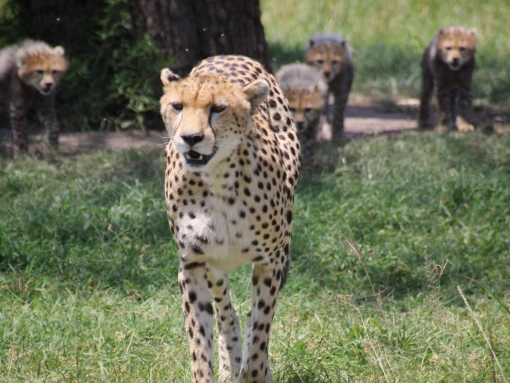 Maasai Mara Safari Camp In Kenya Bed & Breakfast Sekenani ภายนอก รูปภาพ