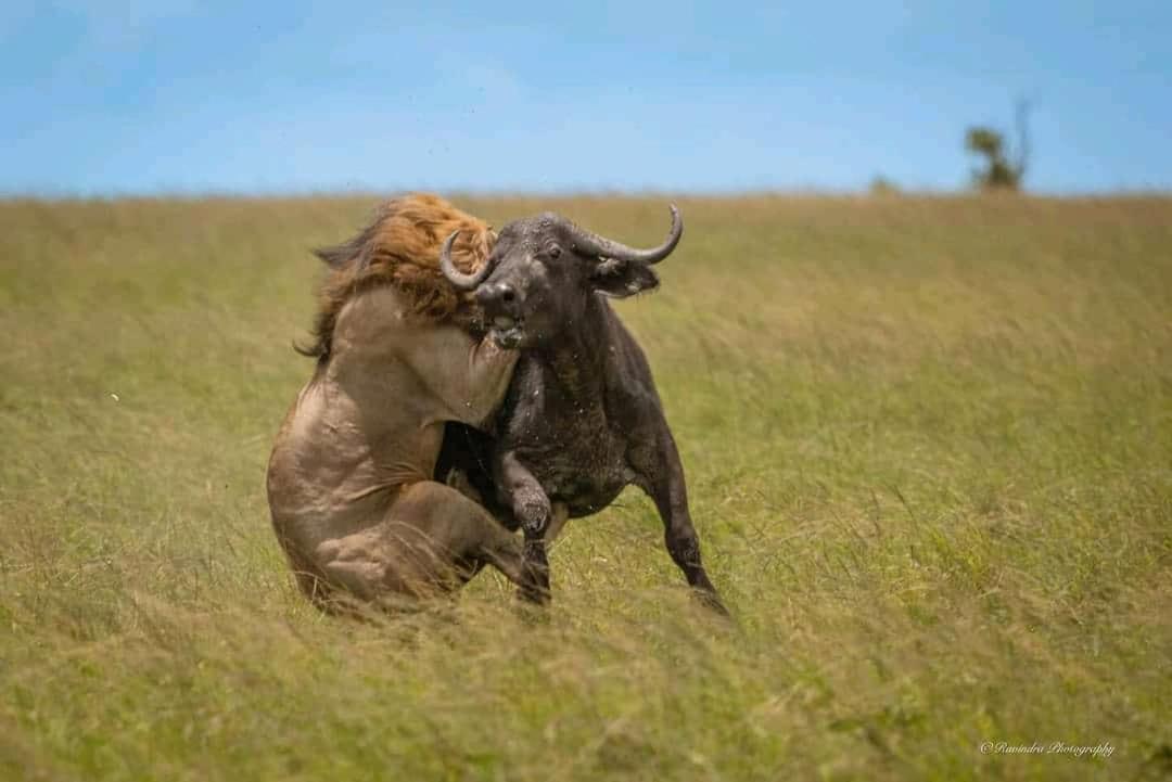 Maasai Mara Safari Camp In Kenya Bed & Breakfast Sekenani ภายนอก รูปภาพ